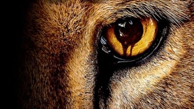 Zoo 2.Sezon 9.Bölüm izle