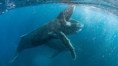 Our Planet 2.Sezon 2.Bölüm izle