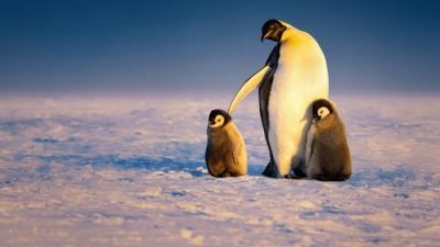 Secrets of the Penguins 1.Sezon 3.Bölüm izle